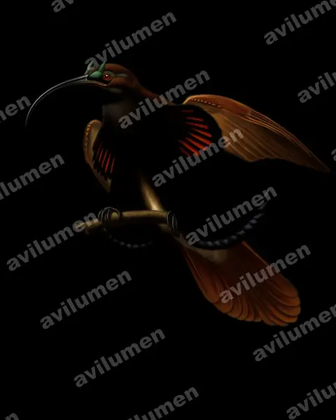 Oil illustration: Drepanornis albertisi (Black-billed Sicklebill)