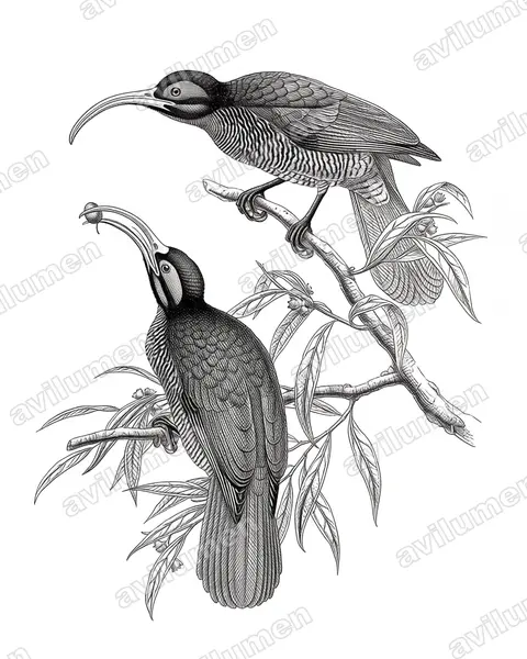 Illustration Encre : Drepanornis bruijnii (Paradisier à bec blanc)