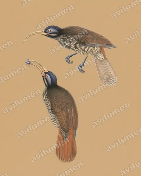 Illustration Crayon de couleur : Drepanornis bruijnii (Paradisier à bec blanc)