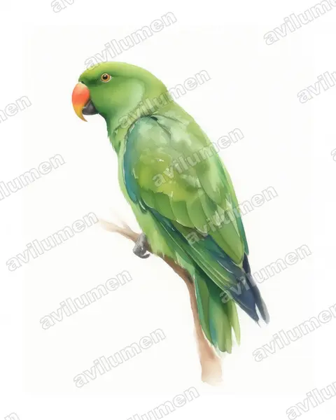 折衷鹦鹉（Eclectus roratus）的水彩插画