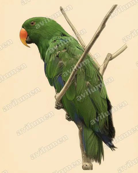 折衷鹦鹉（Eclectus roratus）的古典图版插画
