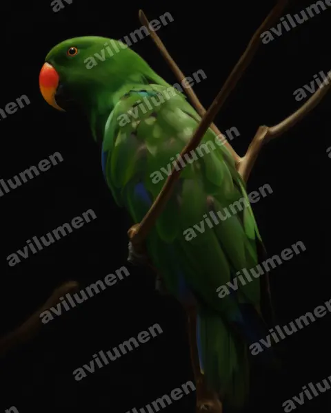 折衷鹦鹉（Eclectus roratus）的油画插画