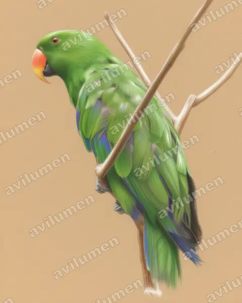 折衷鹦鹉（Eclectus roratus）的彩色铅笔插画