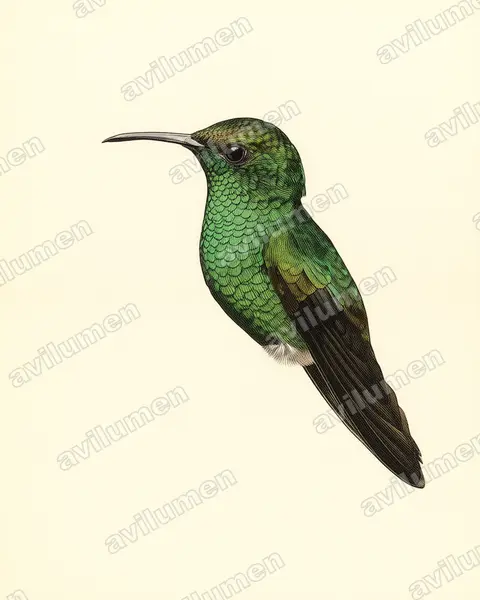 Illustration im Stil Historische Tafel: Bronzekappenkolibri (Elvira cupreiceps)