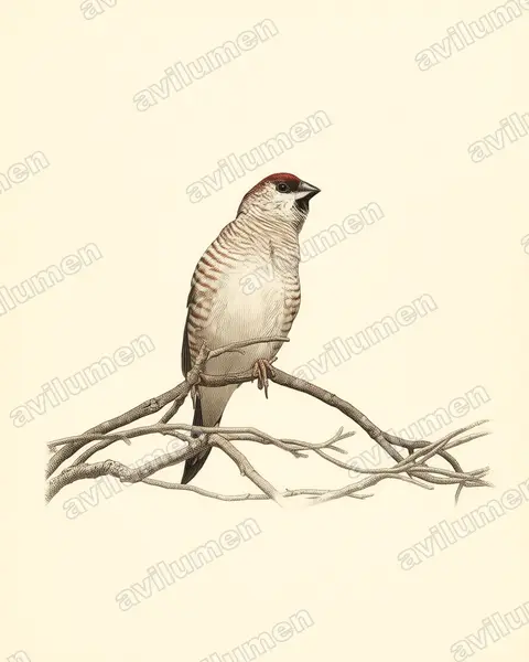 Illustration im Stil Historische Tafel: Zeresamadine (Emblema modestum)