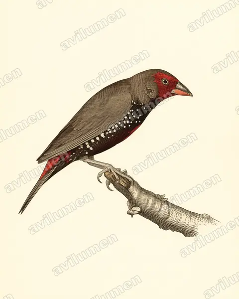 Ilustración en Lámina antigua: Emblema pictum (Diamante pintado)