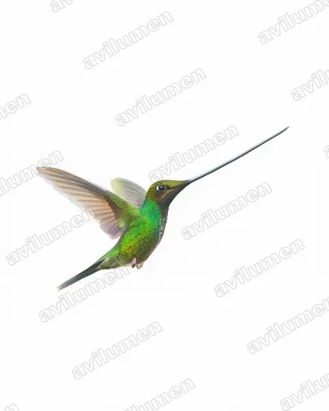 Illustration im Stil Aquarell: Schwertschnabelkolibri (Ensifera ensifera)