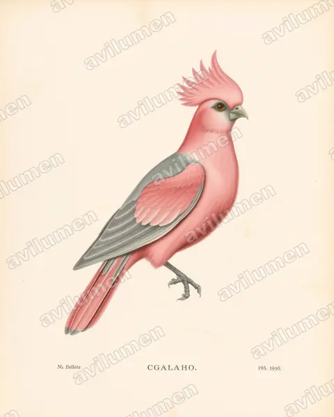 Illustration Planche ancienne : Eolophus roseicapilla (Cacatoès rosalbin)