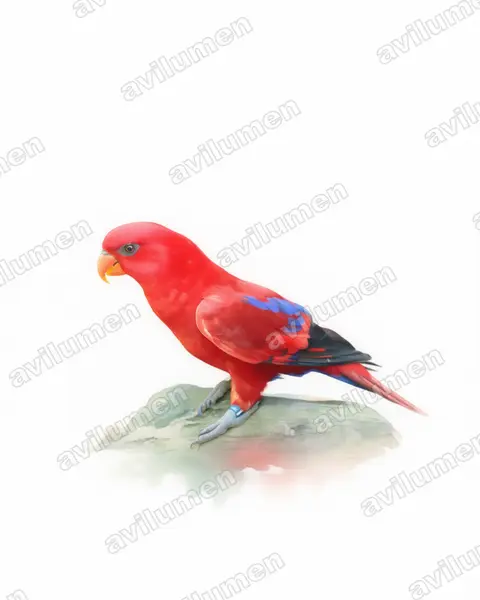 Illustration im Stil Aquarell: Red Lory (Eos bornea)