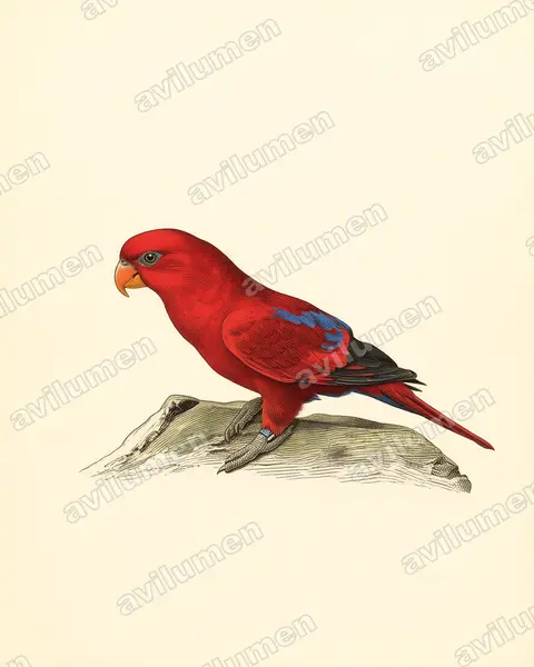 Illustration im Stil Historische Tafel: Red Lory (Eos bornea)