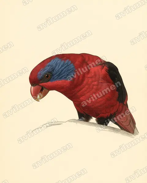 Vintage plate illustration: Eos cyanogenia (Black-winged Lory)