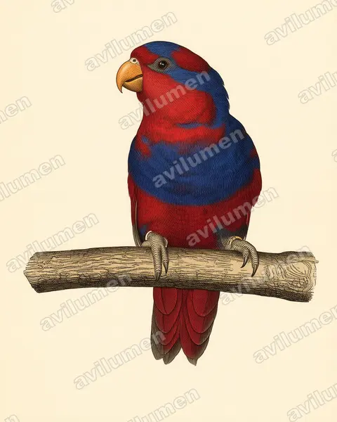Illustration im Stil Historische Tafel: Diademlori (Eos histrio)