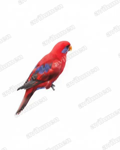 Illustration im Stil Aquarell: Blue-eared Lory (Eos semilarvata)