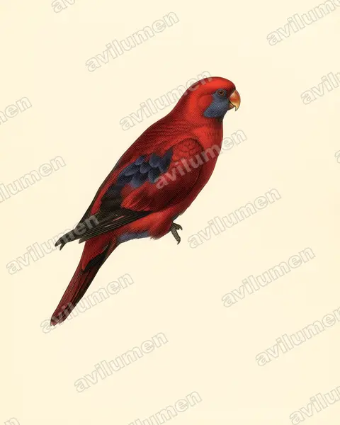 Illustration im Stil Historische Tafel: Blue-eared Lory (Eos semilarvata)