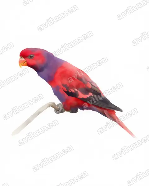Illustration im Stil Aquarell: Violet-necked Lory (Eos squamata)