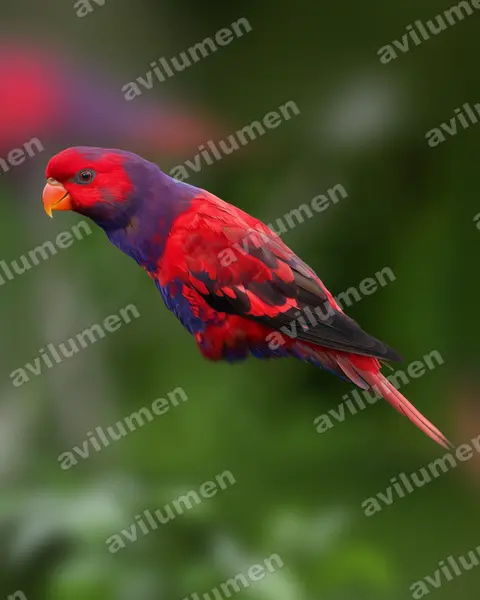 Illustration im Stil Realistisch: Violet-necked Lory (Eos squamata)