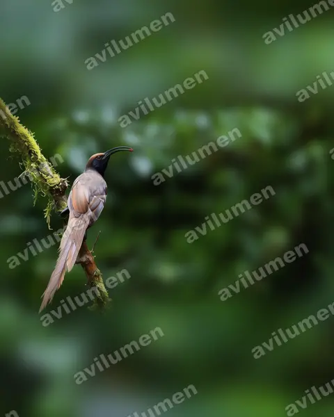 Illustration im Stil Realistisch: Breitschwanz-Paradieshopf (Epimachus fastosus)
