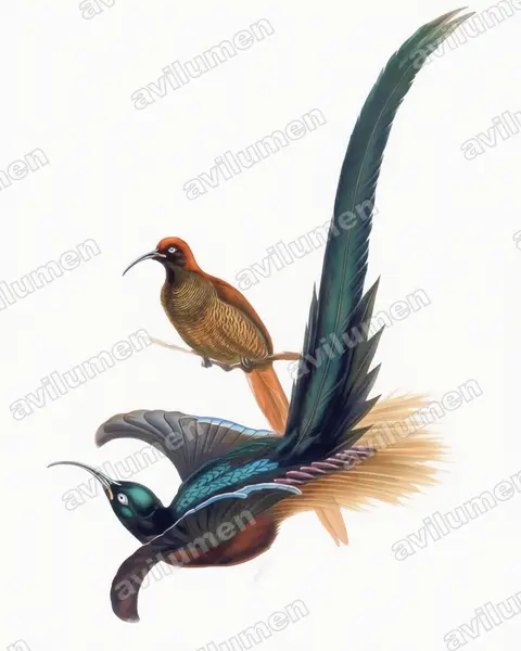 Illustration im Stil Aquarell: Schmalschwanz-Paradieshopf (Epimachus meyeri)