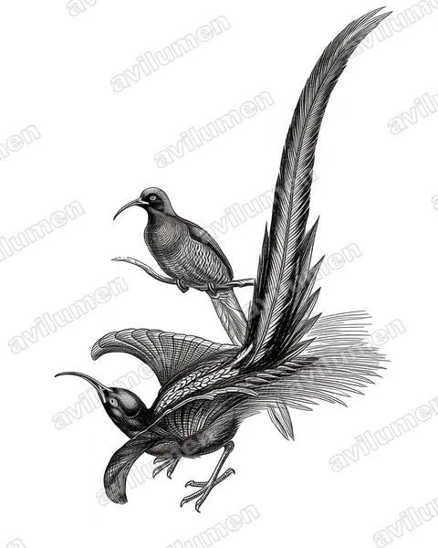 Illustration im Stil Tusche: Schmalschwanz-Paradieshopf (Epimachus meyeri)