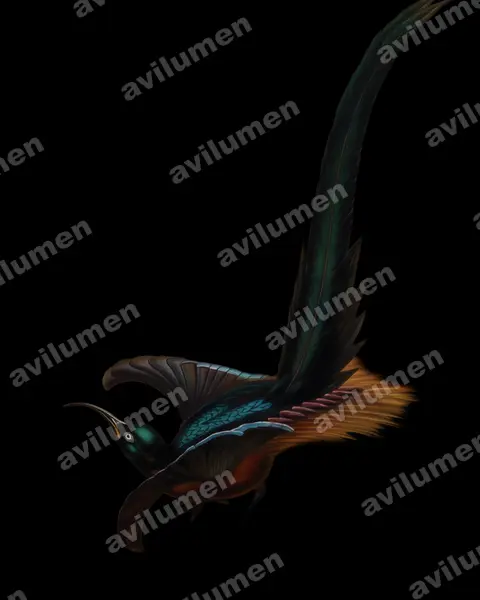 Illustration im Stil Öl: Schmalschwanz-Paradieshopf (Epimachus meyeri)