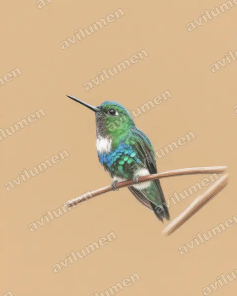 Colored pencil illustration: Eriocnemis aline (Emerald-bellied puffleg)