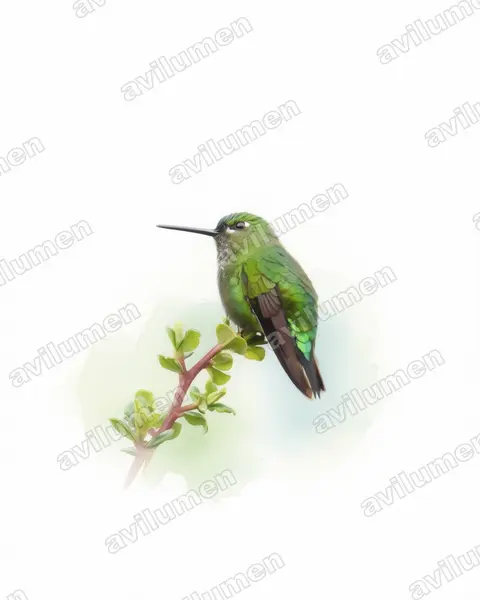 Ilustración en Acuarela: Eriocnemis derbyi (Eriocnemis derbyi)