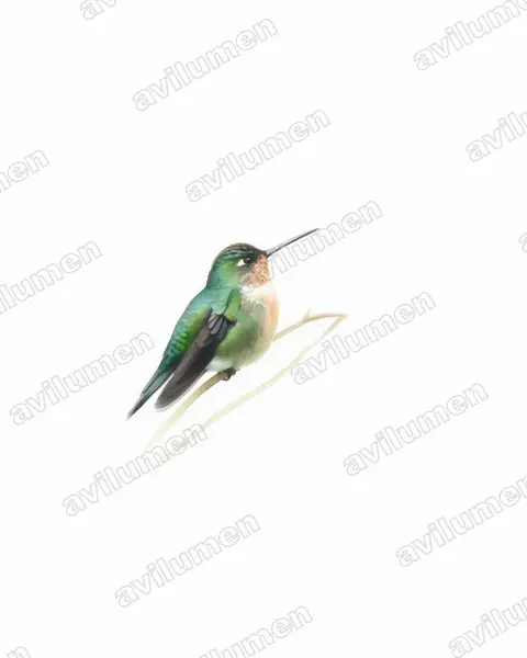 Ilustración en Acuarela: Eriocnemis glaucopoides (Eriocnemis glaucopoides)