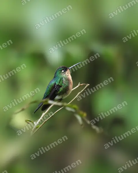 Ilustración en Realista: Eriocnemis glaucopoides (Eriocnemis glaucopoides)