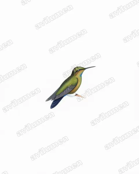 Watercolor illustration: Eriocnemis godini (Turquoise-throated puffleg)