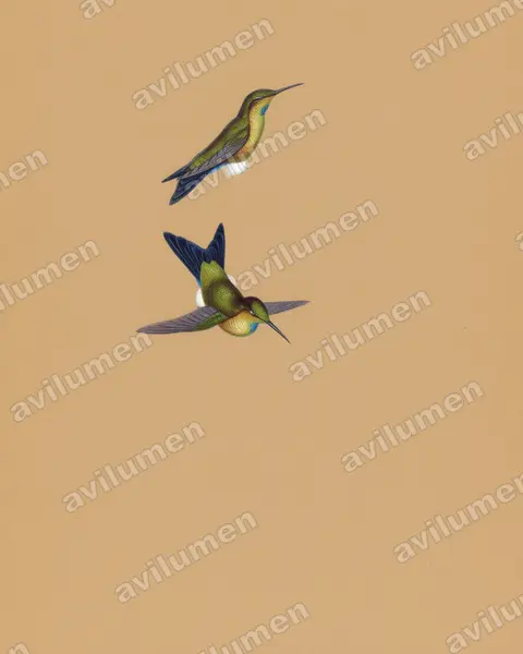 Colored pencil illustration: Eriocnemis godini (Turquoise-throated puffleg)