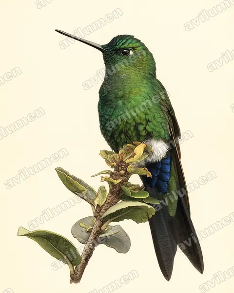 Illustration Planche ancienne : Eriocnemis luciani (Érione de Buquet)