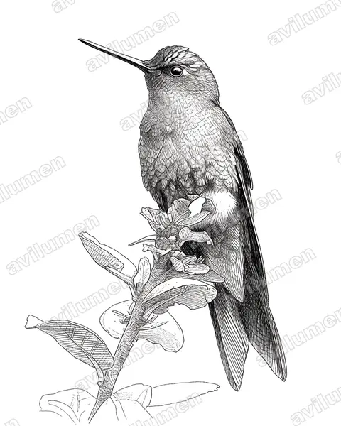 Illustration Encre : Eriocnemis luciani (Érione de Buquet)