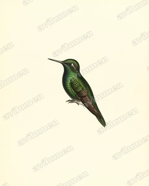 Illustration im Stil Historische Tafel: Violettkehl-Höschenkolibri (Eriocnemis vestita)