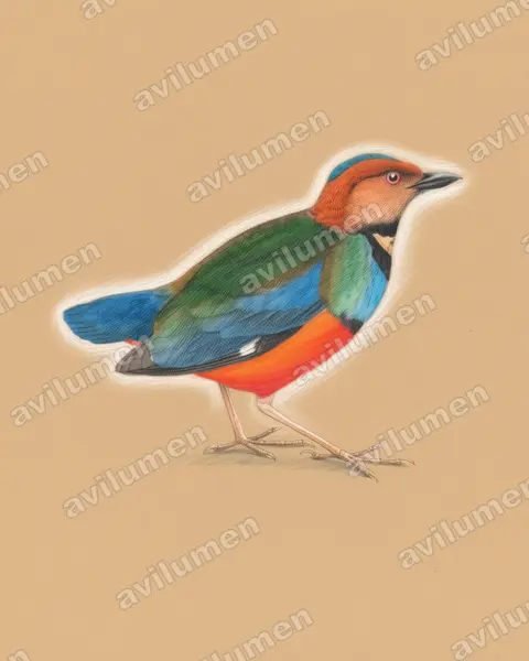 Illustration im Stil Buntstift: Sulawesi-Blaubrustpitta (Erythropitta celebensis)