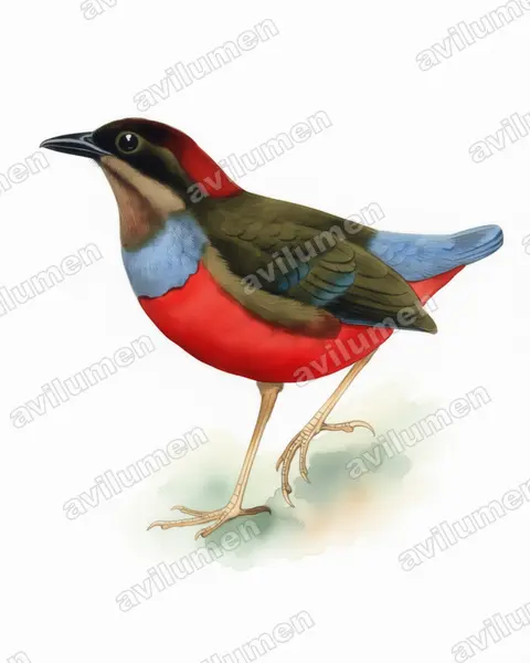 Watercolor illustration: Erythropitta kochi (Whiskered Pitta)
