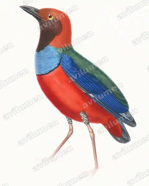 Papuan pitta(Erythropitta macklotii)的水彩插画