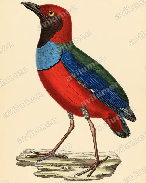 Papuan pitta(Erythropitta macklotii)的古典图版插画