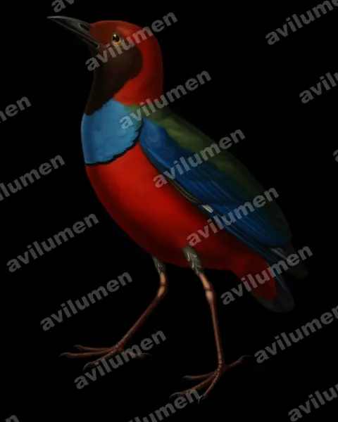 Papuan pitta(Erythropitta macklotii)的油画插画