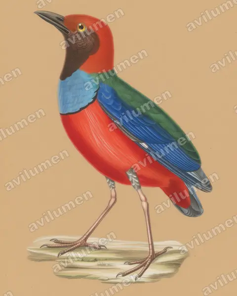Papuan pitta(Erythropitta macklotii)的彩色铅笔插画