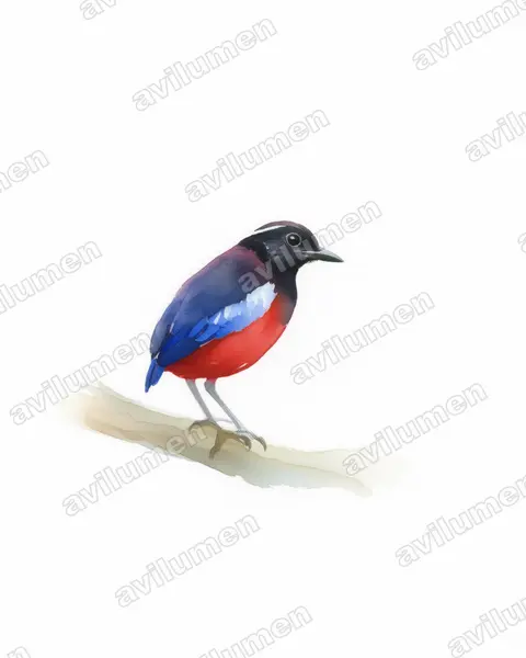 Illustration Aquarelle : Erythropitta ussheri (Brève d’Ussher)