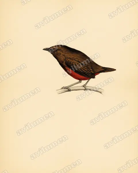 黑冠八色鸫（Erythropitta venusta）的古典图版插画