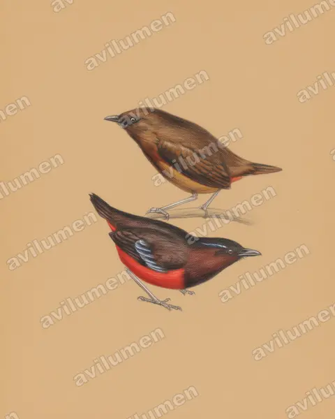 黑冠八色鸫（Erythropitta venusta）的彩色铅笔插画