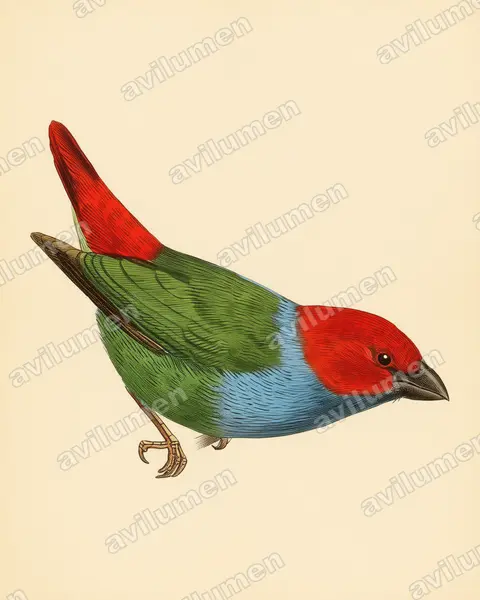 Ilustración en Lámina antigua: Erythrura cyaneovirens (Diamante verdiazul)