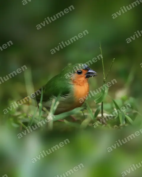 Illustration im Stil Realistisch: Bambus-Papageiamadine (Erythrura hyperythra)