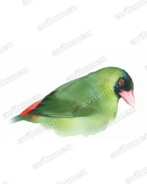 Illustration Aquarelle : Erythrura kleinschmidti (Diamant à bec rose)