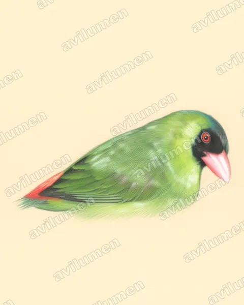 Illustration Crayon de couleur : Erythrura kleinschmidti (Diamant à bec rose)