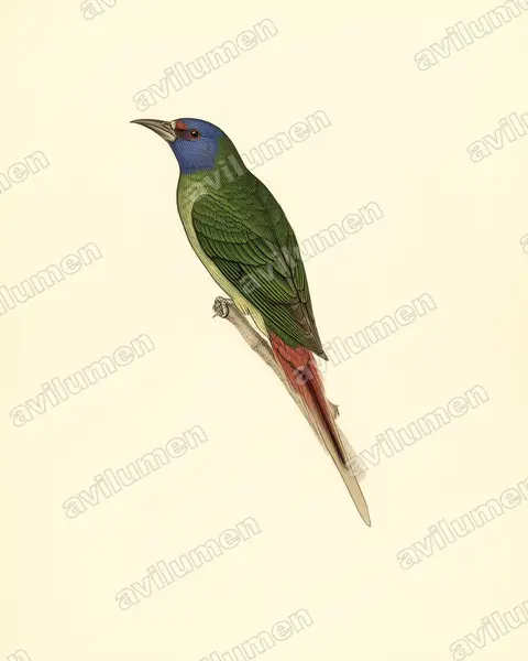 Vintage plate illustration: Erythrura papuana (Papuan parrotfinch)