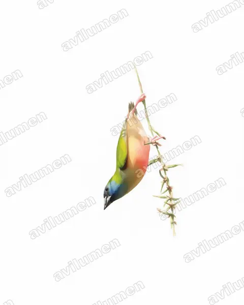 Watercolor illustration: Erythrura prasina (Pin-tailed parrotfinch)