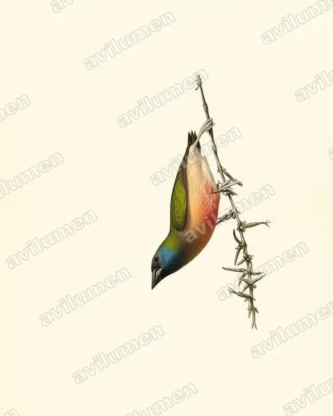 Vintage plate illustration: Erythrura prasina (Pin-tailed parrotfinch)