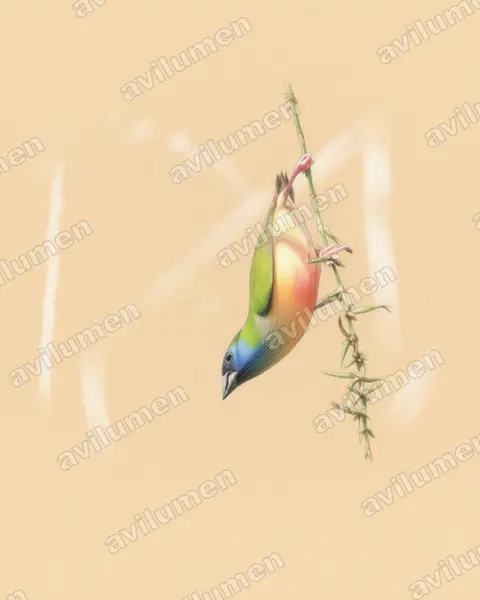 Colored pencil illustration: Erythrura prasina (Pin-tailed parrotfinch)